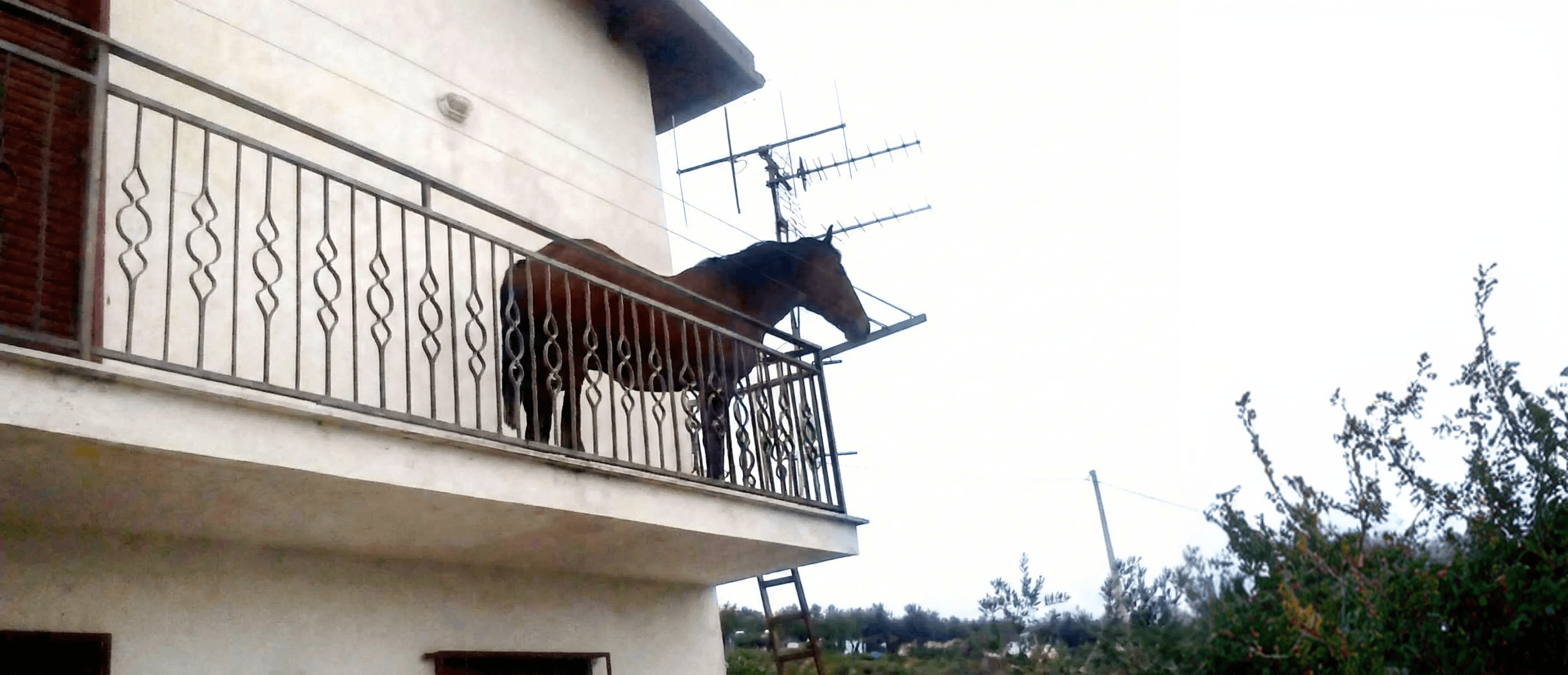 Juan the horse standing on a balcony