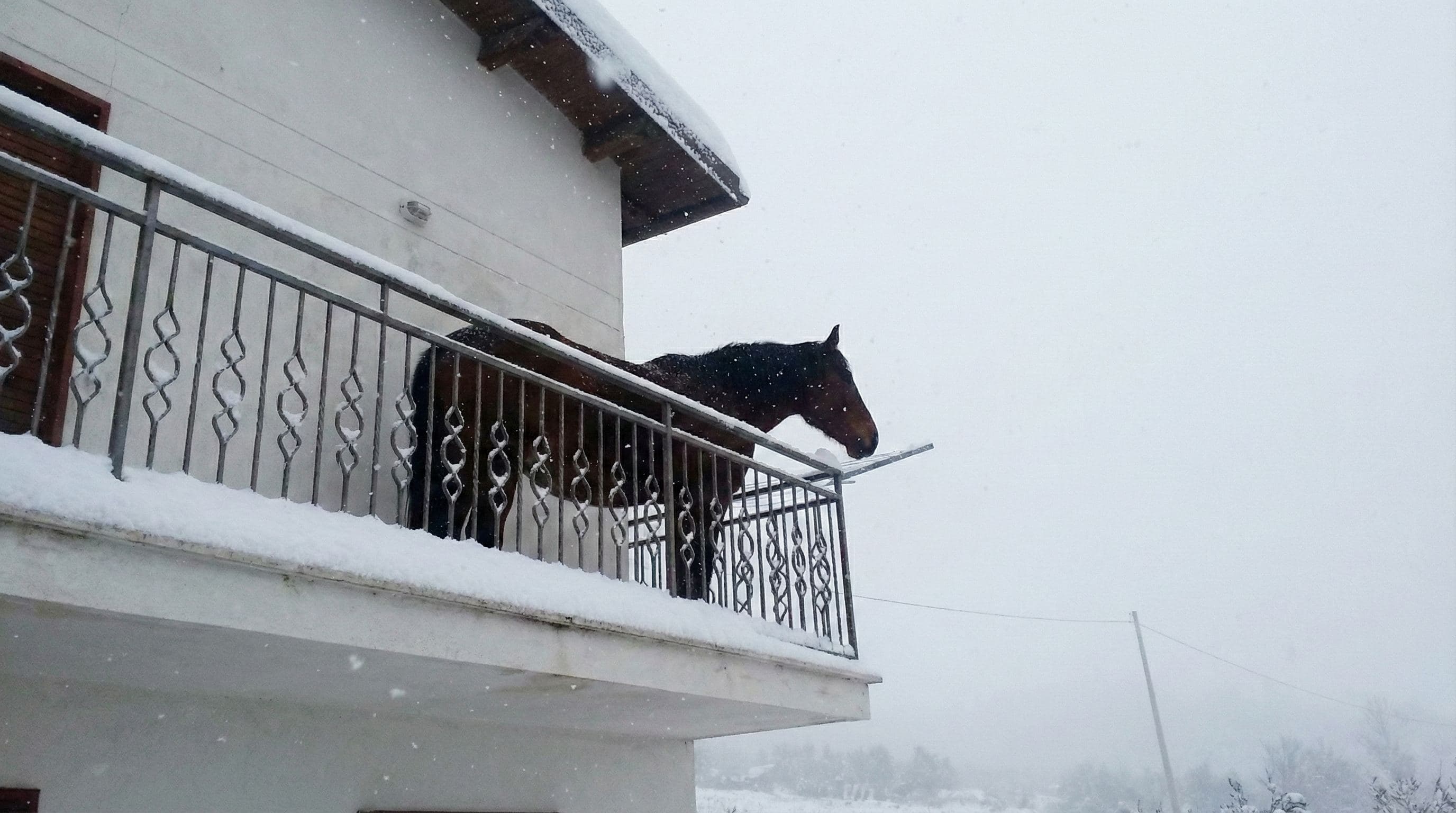 Juan the horse standing on a snowy balcony